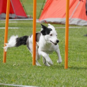 Nybörjarkurs agility