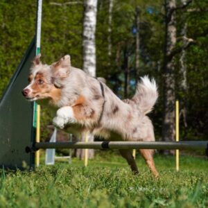 Nybörjarkurs i Agility 2025
